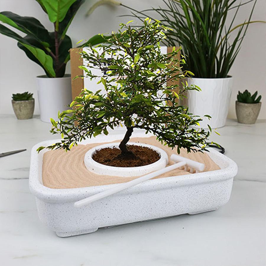 A bonsai művészete szett