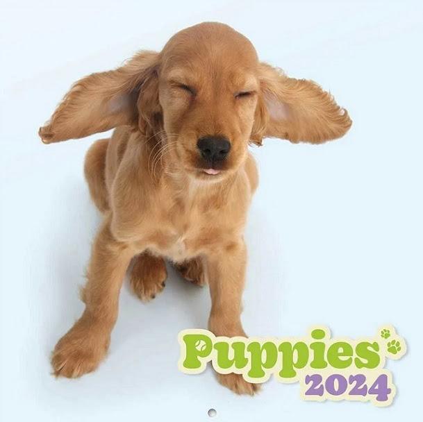 Puppies - Cuki kutyás falinaptár 2024